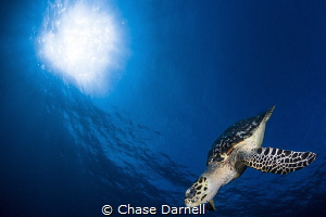 "Glide"
A Hawksbill descends after catching a couple bre... by Chase Darnell 